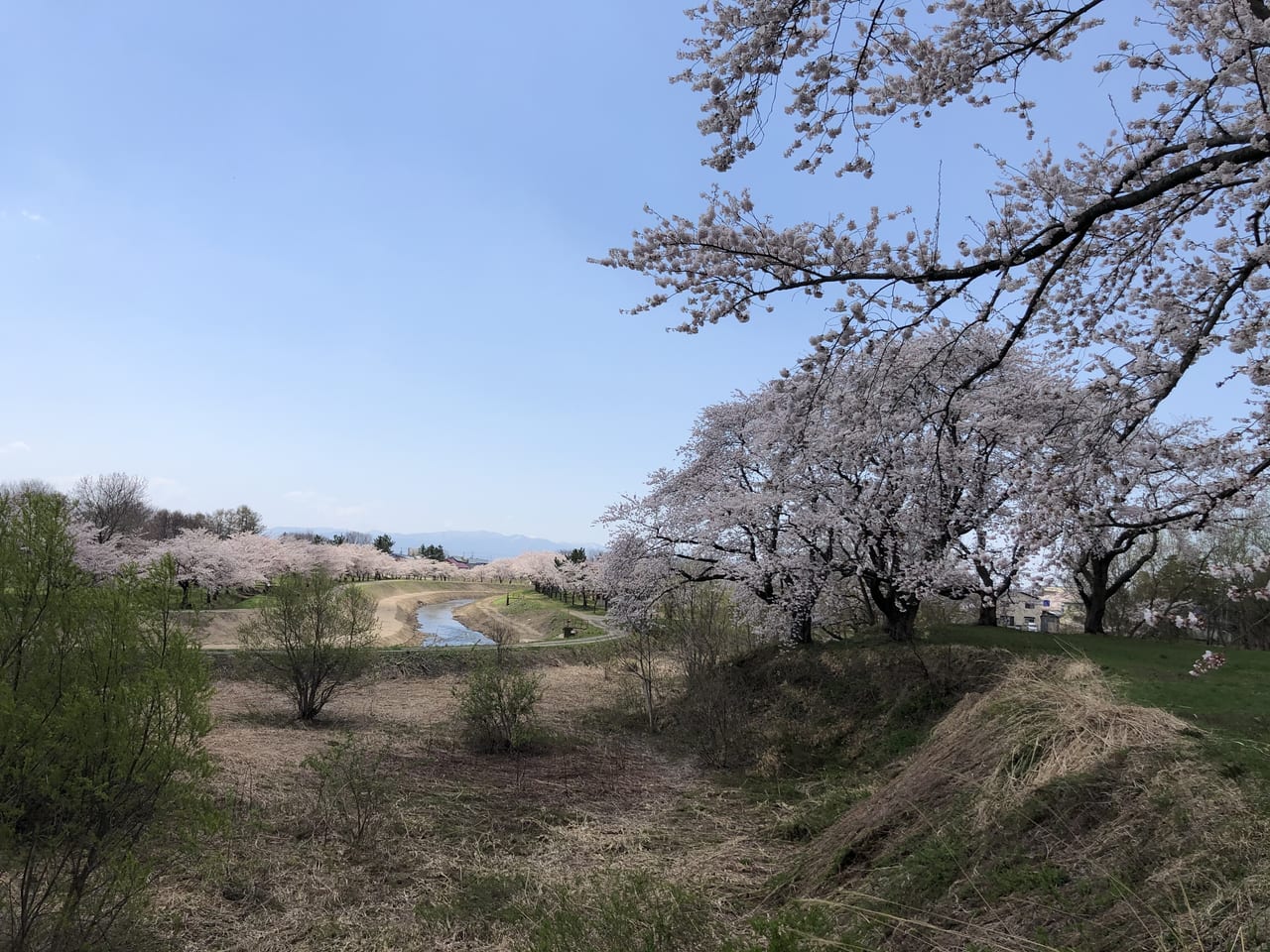 浪岡城跡のさくら1